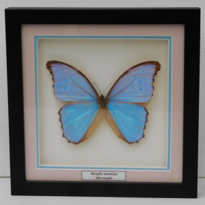 Framed Butterfly Specimen 'Morpho Menelaus - Blue Morpho' Butterfly 11c m H x 15