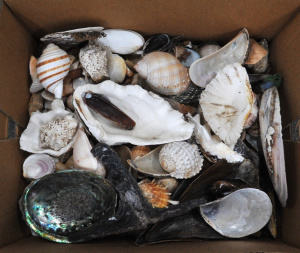 Lot 166 - Box lot of Assorted Shells incl Abalone Shells, Cowrie Shells, Conch S