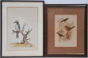 Lot 256 - 2 x framed 19th C Ornithological works on Paper - 'The Greater Spotted