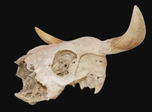 Lot 139 - Vintage mountable CowNULLs Skull with Horns