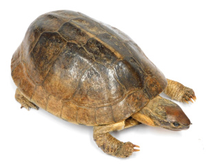 Lot 283 - Vintage Taxidermy Turtle - 20cm L